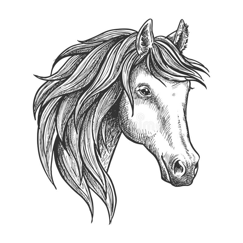 Semental criado en línea pura del bosquejo andaluz de la raza ilustración del vector Semental criado en línea pura del bosquejo andaluz de la raza ilustración del vector