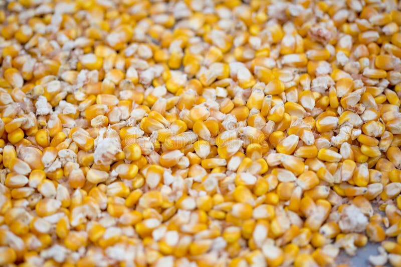 Sementes de milho/espigas de milho, Thakurgaon, Bangladesh imagens de stock