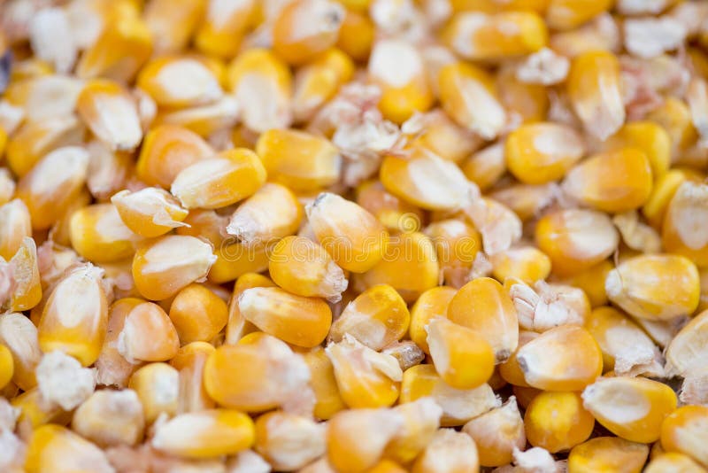 Sementes de milho/espigas de milho, Thakurgaon, Bangladesh fotografia de stock royalty free