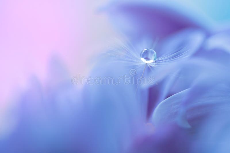A semente de um dente-de-leão com gota da água na flor roxa Dentes-de-leão macro em um fundo bonito Foco seletivo foto de stock royalty free A semente de um dente-de-leão com gota da água na flor roxa Dentes-de-leão macro em um fundo bonito Foco seletivo foto de stock royalty free