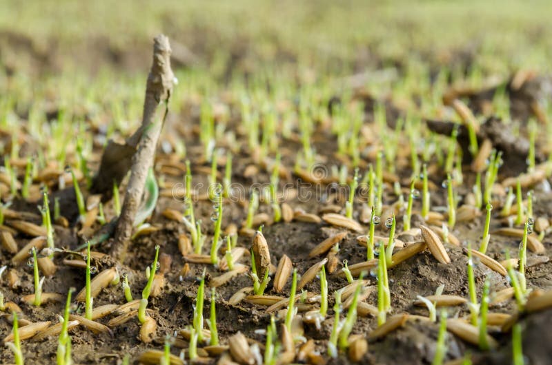 Sementes de arroz germinam num campo de arroz imagem de stock royalty free