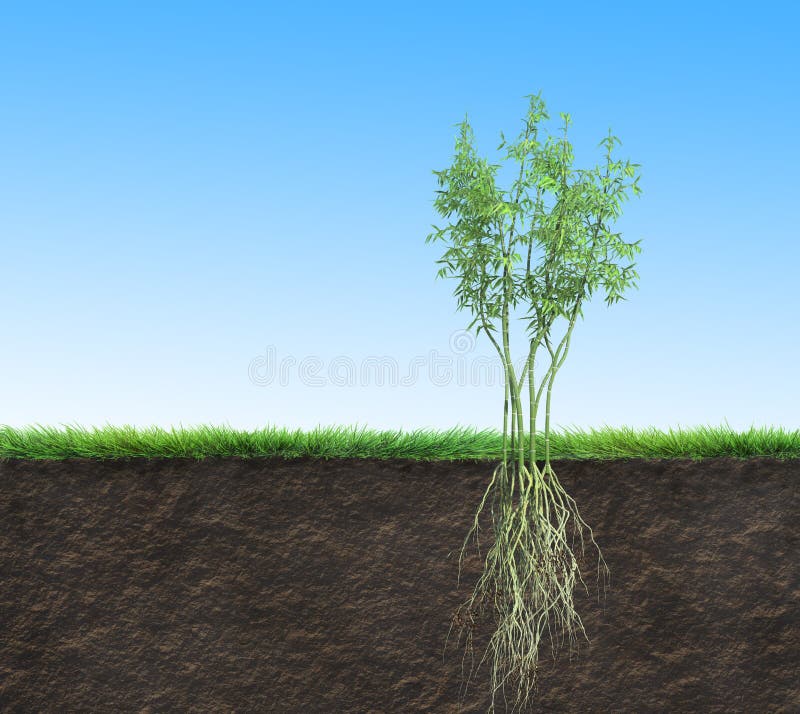 Sementeira de bambu com raízes no solo ilustração do vetor