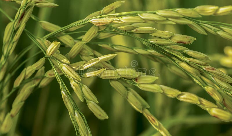 sementes da colheita do arroz imagem de stock royalty free sementes da colheita do arroz imagem de stock royalty free