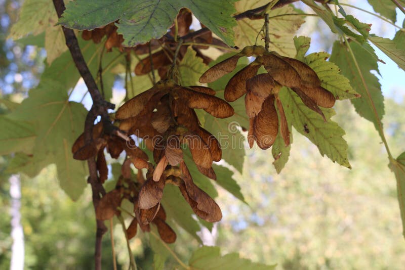 Sementes de ácaros amadureceram numa árvore no outono Eles decoram uma árvore