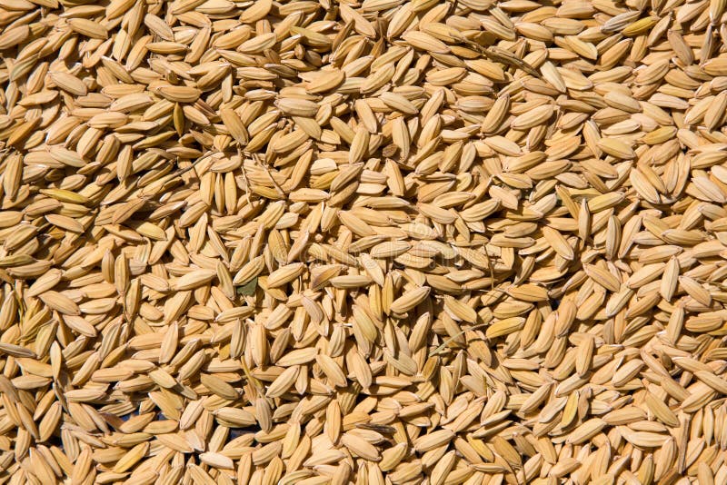 Sementes de arroz imagem de stock