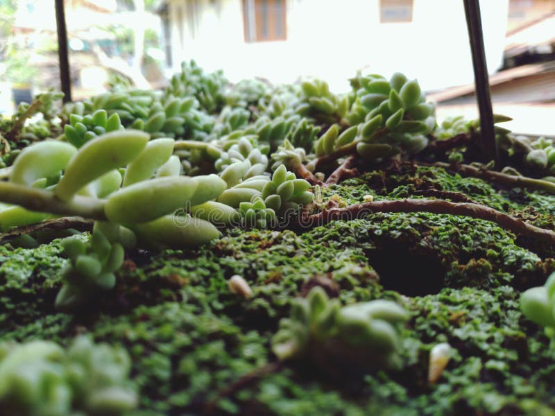Sementes verdes de plantas da grama na planície do solo fotografia de stock Sementes verdes de plantas da grama na planície do solo fotografia de stock