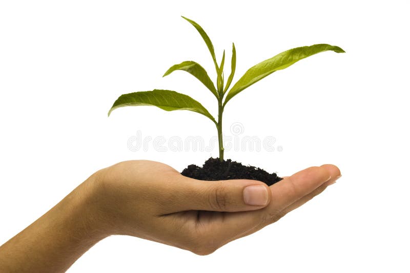 Hand holding young plant against white background. Hand holding young plant against white background