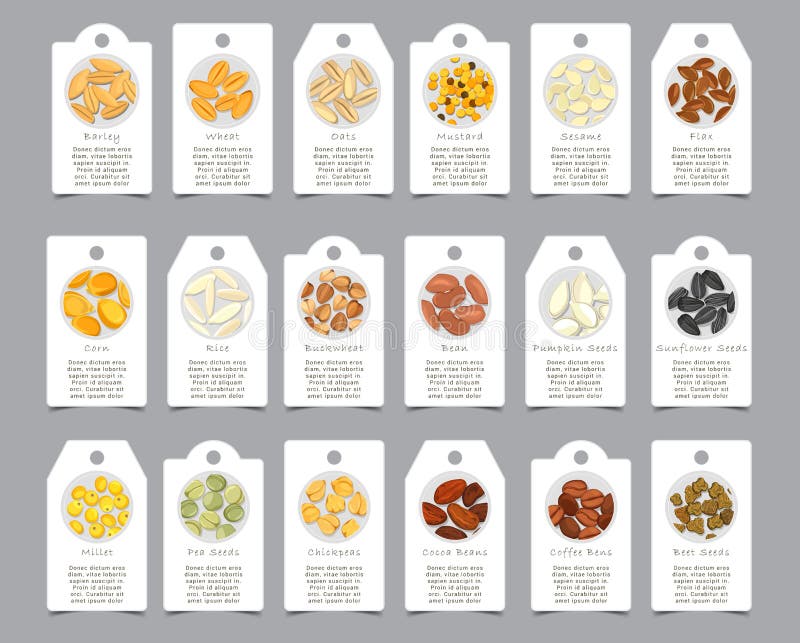 Semi del condimento sulle carte di carta come segno illustrazione vettoriale Semi del condimento sulle carte di carta come segno illustrazione vettoriale