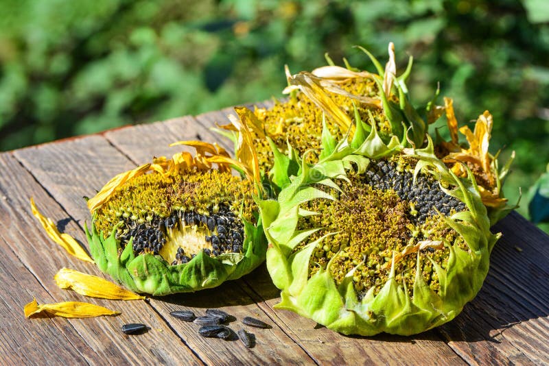 Semi Di Girasole Nero Per Uccelli Selvatici - Confezione Da 10L, Ricchi Di Olio E Proteine - Foto 9
