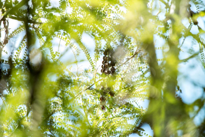 Semi di maturazione che pendono da un albero fotografie stock libere da diritti Semi di maturazione che pendono da un albero fotografie stock libere da diritti