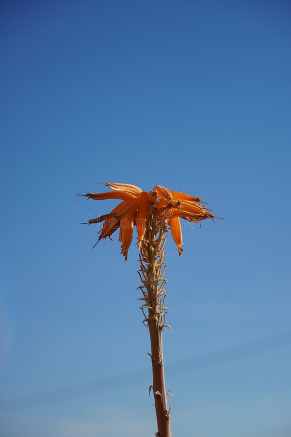 Semi-dried red aloe vera stock photos Semi-dried red aloe vera stock photos