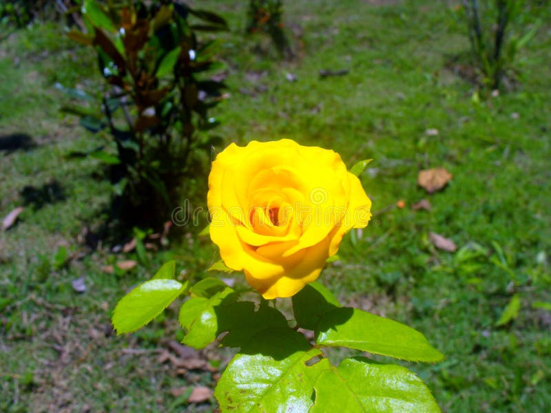 Semi-open yellow rose stock image. Image of verano, autumn - 96947019
