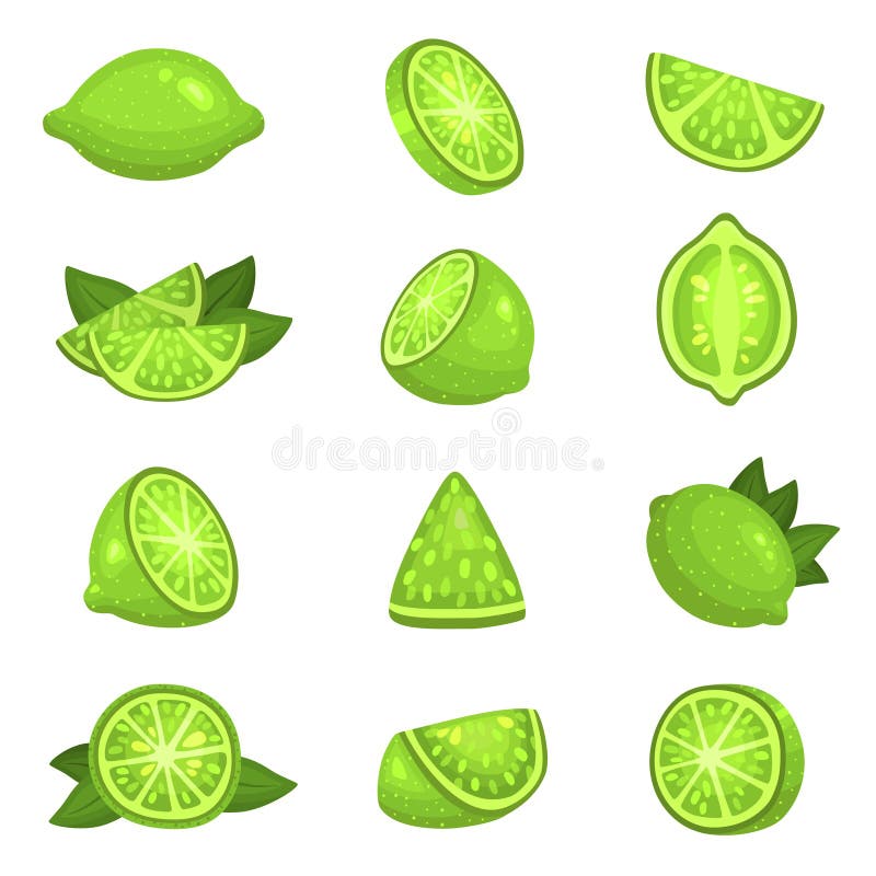 Semicarsegmente de var întregi de felii. citrice fructe verzi rotunde suculente. royalty free illustration