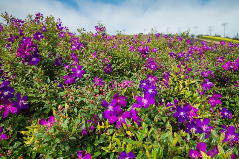 Tibouchina Blue Moon with Water Drops in the Morning. Square Photo