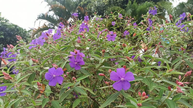 Semidecandra Tibouchina Flower Field Under Blue Sky. Stock Image ...