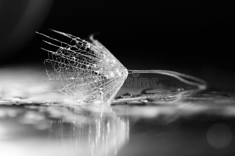 Semilla del diente de león con los waterdrops y las reflexiones imagen de archivo libre de regalías