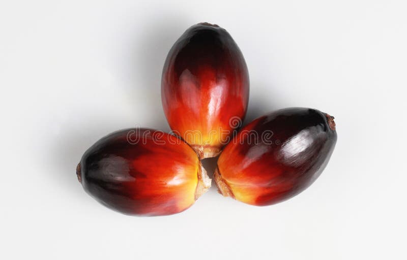 Semilla Oleaginosa De Palma Con La Estructura Del Germen Imagen de