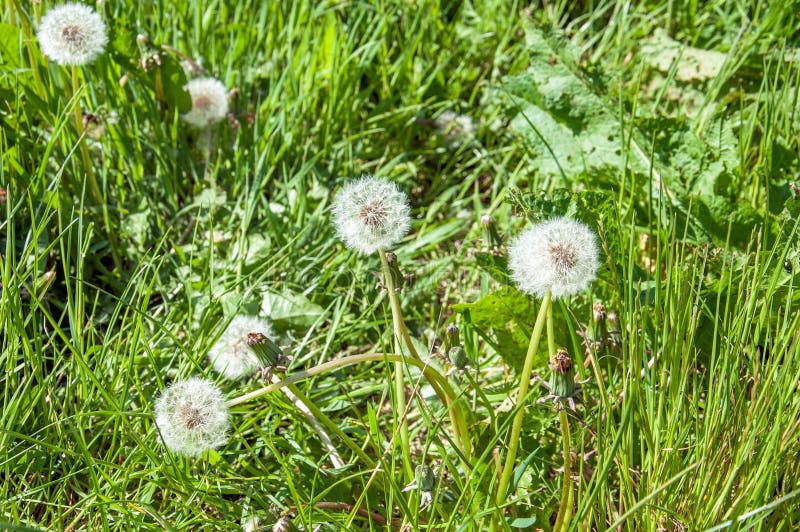 Semillas De Flor Bonitas Del Diente De León a Lo Largo Del Borde De La  Carretera En El Campo Inglés Foto de archivo - Imagen de flores, camino:  116470592