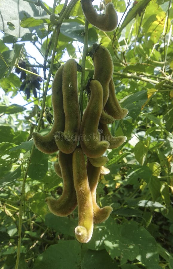 Mucuna pruriens is a tropical legume native to Africa and tropical Asia and widely naturalized and cultivated. Its English common names include monkey tamarind, velvet bean, Bengal velvet bean, Florida velvet bean, Mauritius velvet bean, Yokohama velvet bean, cowage, cowitch, lacuna bean, and Lyon bean. The plant is notorious for the extreme itchiness it produces on contact, particularly with the young foliage and the seed pods. It also produces many medium-sized red swollen bumps along with the itching. It has agricultural and horticultural value and is used in herbalism.

The plant is an annual climbing shrub with long vines that can reach over 15 metres  in length. When the plant is young, it is almost completely covered with fuzzy hairs, but when older, it is almost completely free of hairs. The leaves are tripinnate, ovate, reverse ovate, rhombus-shaped or widely ovate. The sides of the leaves are often heavily grooved and the tips are pointy. In young M. pruriens plants, both sides of the leaves have hairs. The stems of the leaflets are two to three millimeters long  Additional adjacent leaves are present and are about 5 millimetres long. Mucuna pruriens is a tropical legume native to Africa and tropical Asia and widely naturalized and cultivated. Its English common names include monkey tamarind, velvet bean, Bengal velvet bean, Florida velvet bean, Mauritius velvet bean, Yokohama velvet bean, cowage, cowitch, lacuna bean, and Lyon bean. The plant is notorious for the extreme itchiness it produces on contact, particularly with the young foliage and the seed pods. It also produces many medium-sized red swollen bumps along with the itching. It has agricultural and horticultural value and is used in herbalism.

The plant is an annual climbing shrub with long vines that can reach over 15 metres  in length. When the plant is young, it is almost completely covered with fuzzy hairs, but when older, it is almost completely free of hairs. The leaves are tripinnate, ovate, reverse ovate, rhombus-shaped or widely ovate. The sides of the leaves are often heavily grooved and the tips are pointy. In young M. pruriens plants, both sides of the leaves have hairs. The stems of the leaflets are two to three millimeters long  Additional adjacent leaves are present and are about 5 millimetres long.
