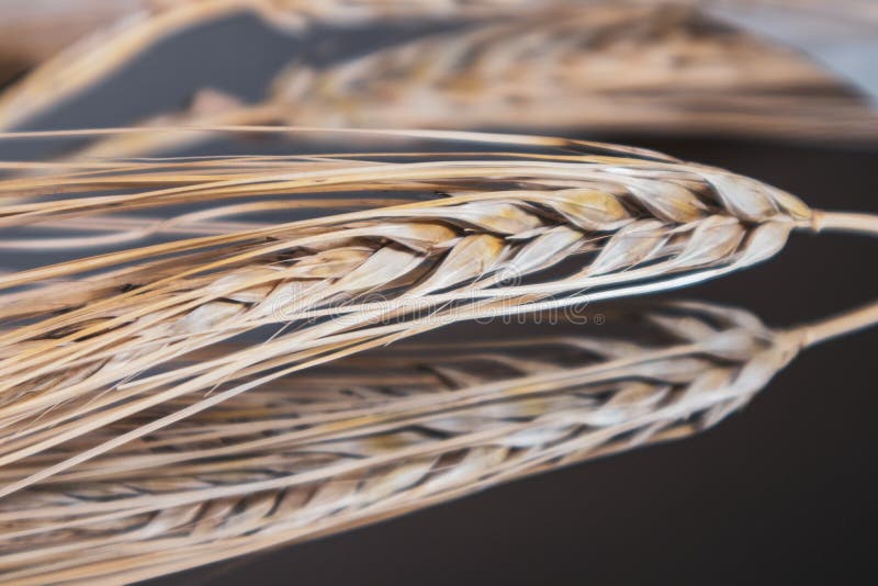 Gold dry wheat straws ear close-up on mirror glass background with reflection. Agriculture cereals crops seeds spikelets, summer harvest time. Gold dry wheat straws ear close-up on mirror glass background with reflection. Agriculture cereals crops seeds spikelets, summer harvest time