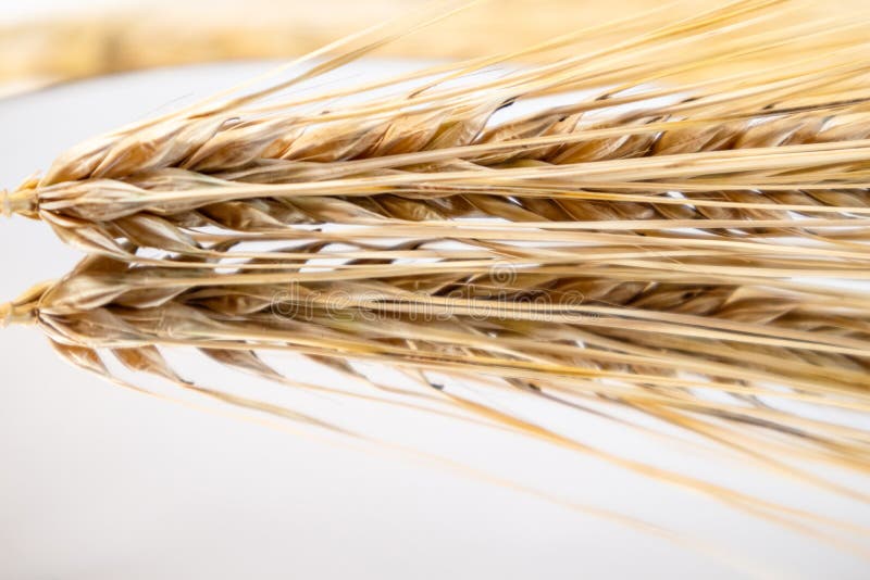 Gold dry wheat straws spikes close-up on glass surface with reflection. Agriculture cereals crops seeds spikelets, summer harvest time. Gold dry wheat straws spikes close-up on glass surface with reflection. Agriculture cereals crops seeds spikelets, summer harvest time