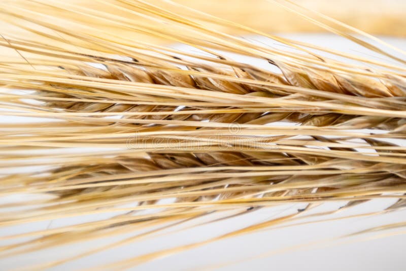 Gold dry wheat straws spikes close-up on glass background with reflection. Agriculture cereals crops seeds spikelets, summer harvest time. Gold dry wheat straws spikes close-up on glass background with reflection. Agriculture cereals crops seeds spikelets, summer harvest time