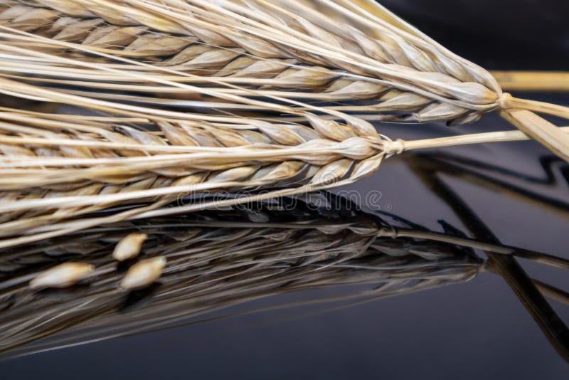 Gold dry wheat straws spikes close-up on black mirror glass background with reflection. Agriculture cereals crops seeds spikelets, summer harvest time. Gold dry wheat straws spikes close-up on black mirror glass background with reflection. Agriculture cereals crops seeds spikelets, summer harvest time