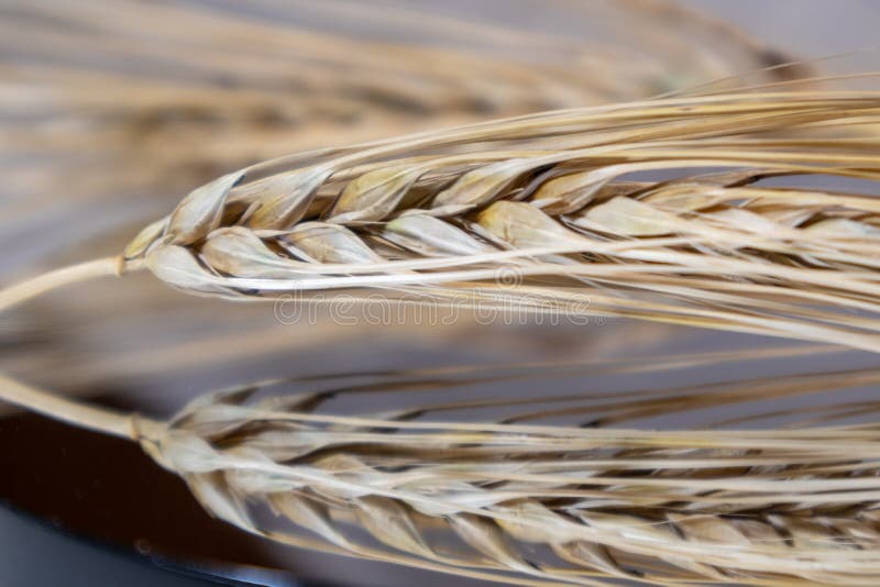 Gold wheat straws spikes close-up on mirror glass background with reflection. Agriculture cereals crops seeds, summer harvest time. Gold wheat straws spikes close-up on mirror glass background with reflection. Agriculture cereals crops seeds, summer harvest time