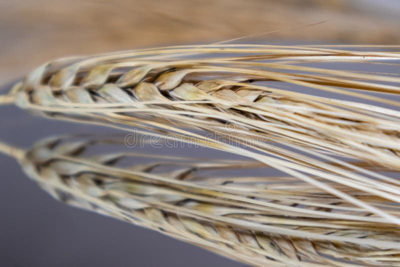 Gold wheat straws spikes close-up on mirror glass background with reflection and blurred background. Agriculture cereals crops seeds spikelets, summer harvest time. Gold wheat straws spikes close-up on mirror glass background with reflection and blurred background. Agriculture cereals crops seeds spikelets, summer harvest time