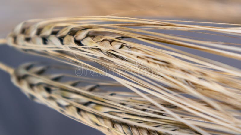 Gold wheat straws spikes close-up on mirror dark glass background with reflection. Agriculture harvest seeds spikelets, summer harvest time. Gold wheat straws spikes close-up on mirror dark glass background with reflection. Agriculture harvest seeds spikelets, summer harvest time