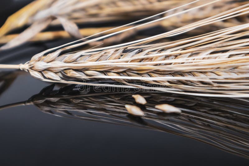 Golden wheat spikes and kernels close-up on mirror glass background with reflection. Agriculture cereals crops seeds, summer harvest time. Golden wheat spikes and kernels close-up on mirror glass background with reflection. Agriculture cereals crops seeds, summer harvest time