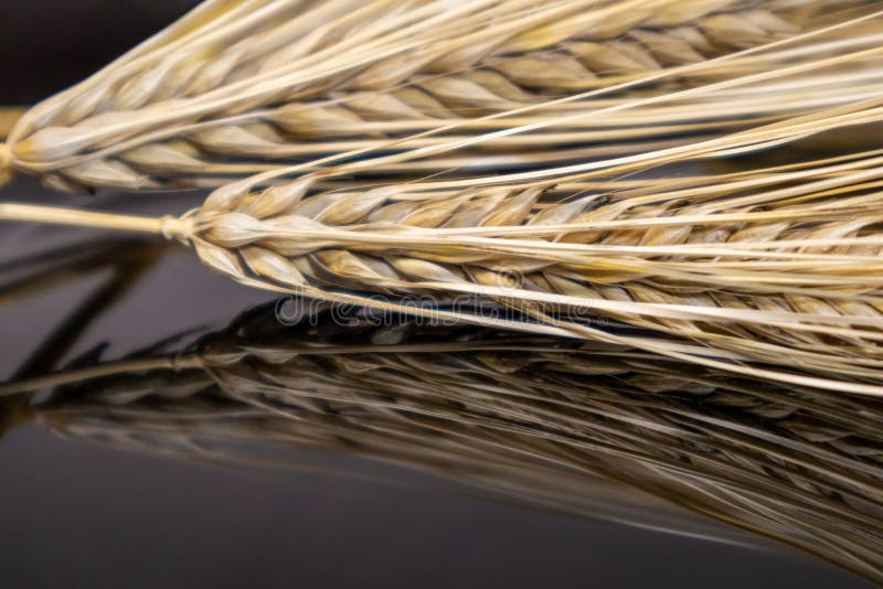 Gold wheat straws spikes close-up on black mirror background with reflection. Agriculture cereals crops seeds spikelets, summer harvest time. Gold wheat straws spikes close-up on black mirror background with reflection. Agriculture cereals crops seeds spikelets, summer harvest time