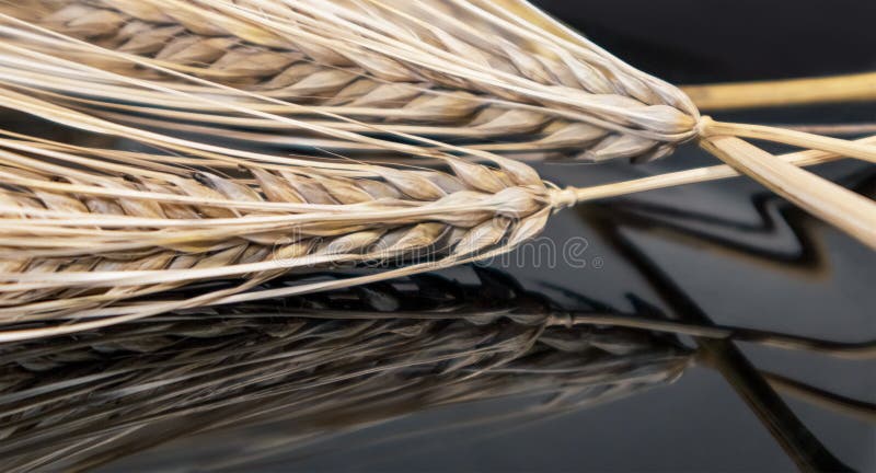 Gold dry wheat straws spikes close-up on mirror background with reflection. Agriculture cereals crops seeds, summer harvest time. Gold dry wheat straws spikes close-up on mirror background with reflection. Agriculture cereals crops seeds, summer harvest time