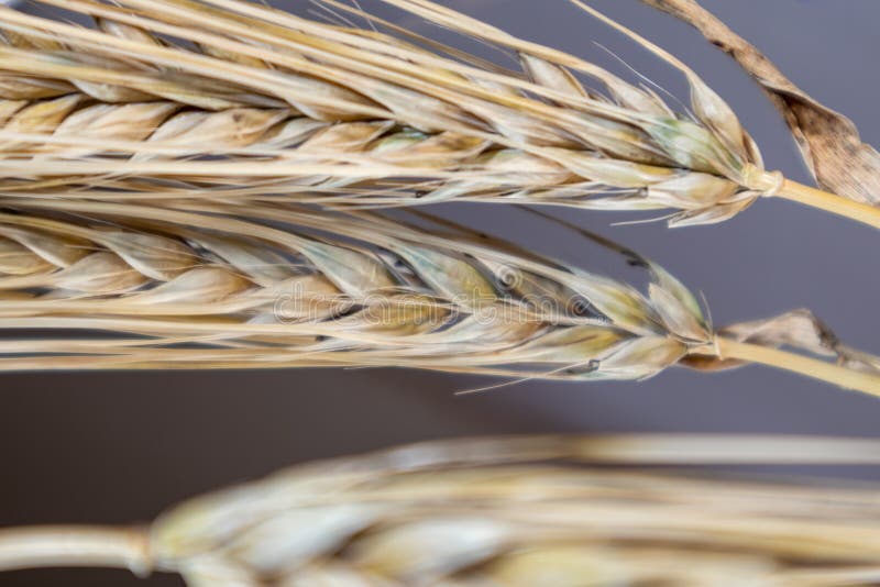 Gold dry wheat straws spikes close-up on mirror glass background with reflection and blurred foreground. Agriculture cereals crops seeds spikelets, summer harvest time. Gold dry wheat straws spikes close-up on mirror glass background with reflection and blurred foreground. Agriculture cereals crops seeds spikelets, summer harvest time