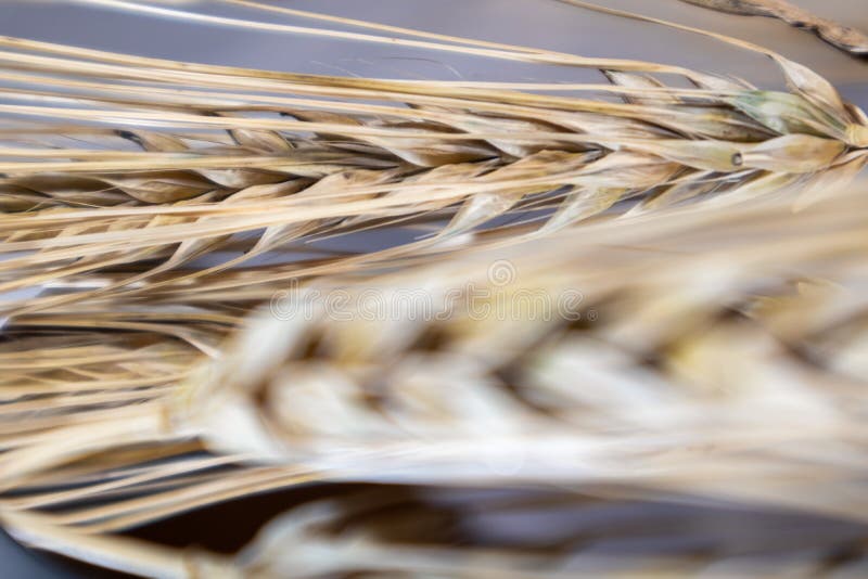 Gold dry wheat straws spikes close-up on mirror glass background with reflection and blurred foreground. Agriculture crops seeds spikelets, summer harvest time. Gold dry wheat straws spikes close-up on mirror glass background with reflection and blurred foreground. Agriculture crops seeds spikelets, summer harvest time