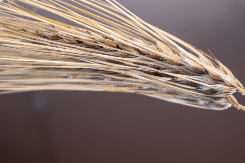 Gold dry wheat straws spikes close-up on mirror glass background with reflection. Agriculture cereals crops seeds spikelets, summer harvest time. Gold dry wheat straws spikes close-up on mirror glass background with reflection. Agriculture cereals crops seeds spikelets, summer harvest time