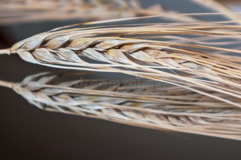 Gold dry wheat straws spikes close-up on mirror glass background with clear reflection. Agriculture cereals crops seeds spikelets, summer harvest time. Gold dry wheat straws spikes close-up on mirror glass background with clear reflection. Agriculture cereals crops seeds spikelets, summer harvest time