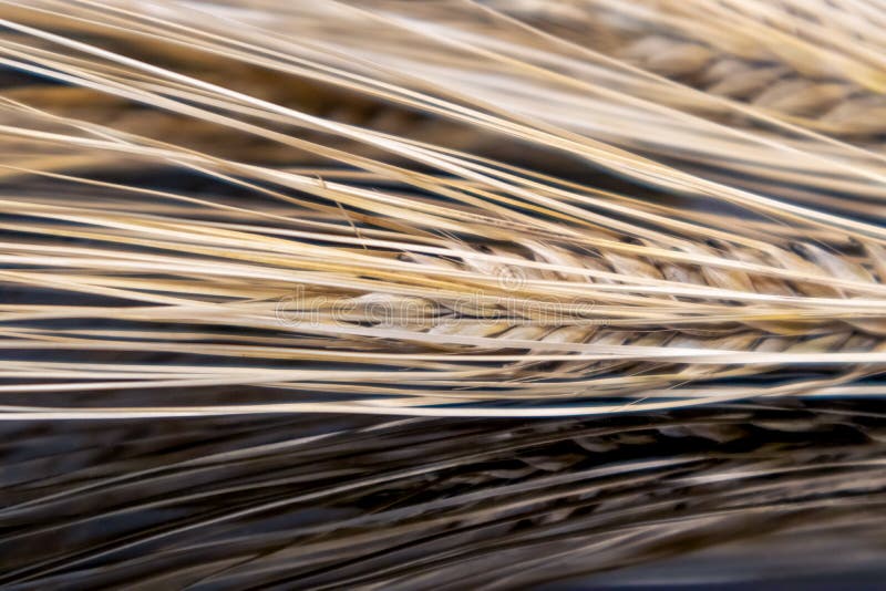 Gold dry wheat straws spikes close-up on black mirror with reflection. Agriculture cereals crops seeds, summer harvest time. Gold dry wheat straws spikes close-up on black mirror with reflection. Agriculture cereals crops seeds, summer harvest time