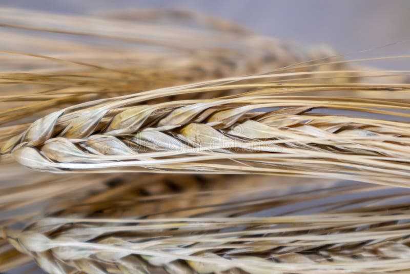 Gold dry wheat straws spikes macro on mirror glass surface background with reflection. Agriculture cereals seeds spikelets, summer harvest time. Gold dry wheat straws spikes macro on mirror glass surface background with reflection. Agriculture cereals seeds spikelets, summer harvest time