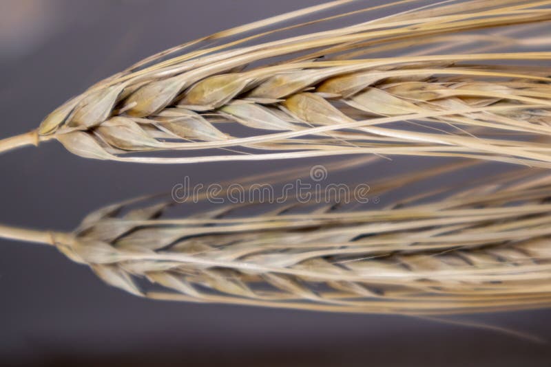 Gold dry wheat straws spikes close-up on mirror dark glass background with reflection. Agriculture cereals seeds spikelets, summer harvest time. Gold dry wheat straws spikes close-up on mirror dark glass background with reflection. Agriculture cereals seeds spikelets, summer harvest time
