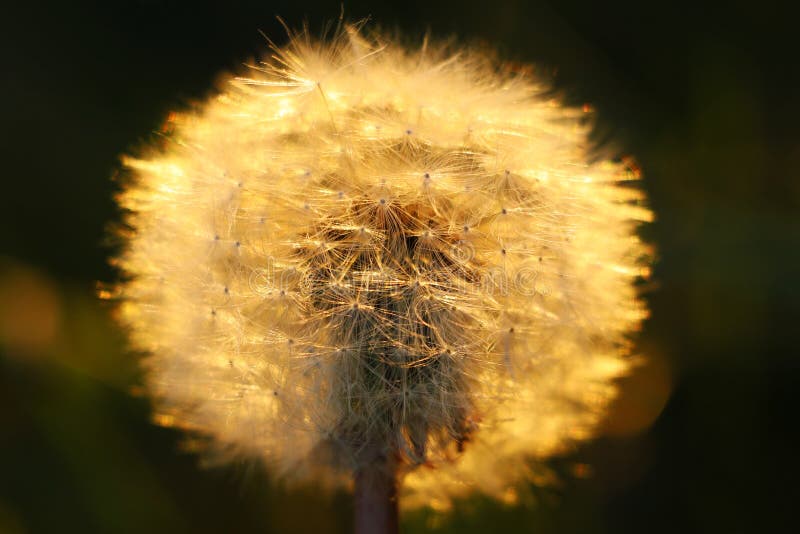 Semillas del diente de león que soplan en el viento a través de un fondo del campo del verano, imagen conceptual que significa el fotografía de archivo Semillas del diente de león que soplan en el viento a través de un fondo del campo del verano, imagen conceptual que significa el fotografía de archivo