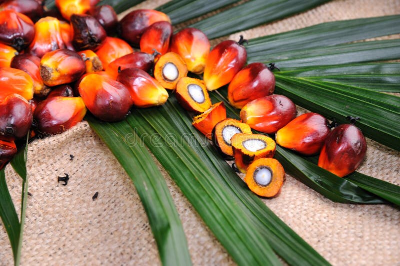 Semillas Oleaginosas De Palma Imagen de archivo Imagen de cultivado