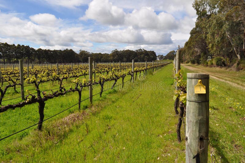 Semillionwijnstokken Margaret River Western Australia royalty-vrije stock fotografie Semillionwijnstokken Margaret River Western Australia royalty-vrije stock fotografie