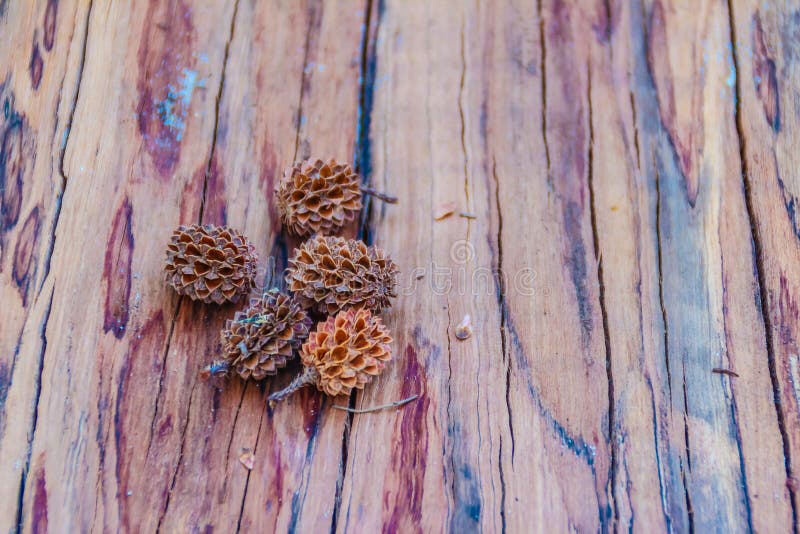 Semințe uscate moarte de casuarina equisetifolia common ironwood royalty free stock images