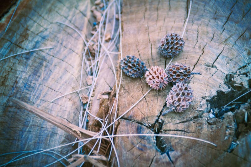 Semințe uscate moarte de casuarina equisetifolia common ironwood royalty free stock photography