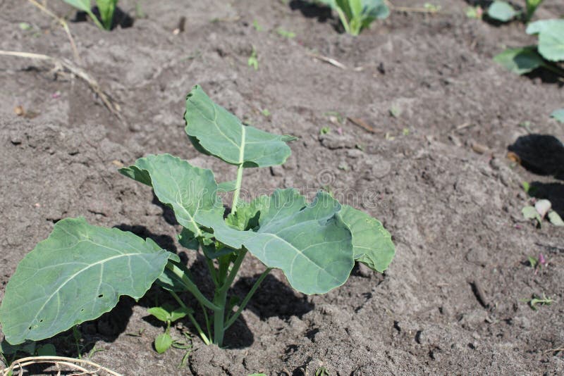 cabbage seedlings planted in the ground. Growing vegetables. Spring, planting plants. agriculture. cabbage seedlings planted in the ground. Growing vegetables. Spring, planting plants. agriculture.