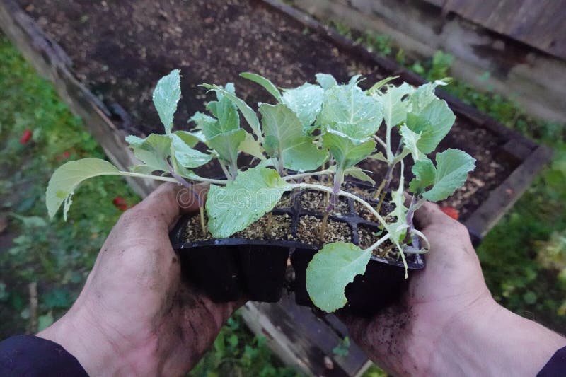 cabbage seedlings for transplanting into fertile soil. man holding young cabbage plants in vegetable garden. cabbage seedlings for transplanting into fertile soil. man holding young cabbage plants in vegetable garden