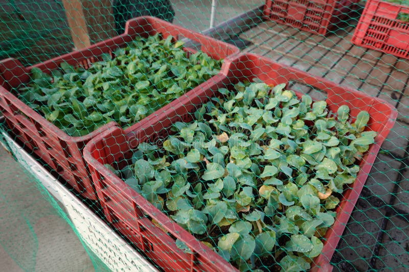 seedbed of young cruciferae protected with mesh against birds. cabbage seedbed for planting in gardening store. seedbed of young cruciferae protected with mesh against birds. cabbage seedbed for planting in gardening store