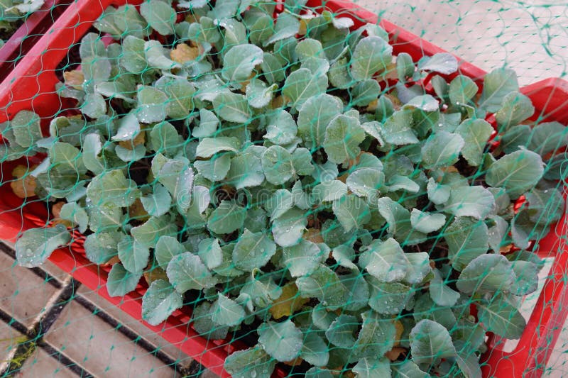 seedbed of young cruciferae protected with mesh against birds. cabbage seedbed for planting in gardening store. seedbed of young cruciferae protected with mesh against birds. cabbage seedbed for planting in gardening store