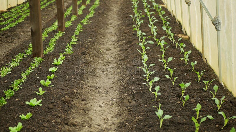 Kohlrabi seedlings young planting tuber bio detail greenhouse foil field lettuce spinach land root crop turnip German white farm farming harvest garden stem with leaves organic Brassica oleracea var. gongylodes gourd fresh cucumiform fruits vegetables close-up, after rain mud wetting, village growing soil climate change, cabbage environmental earth plants detail close-up, soil bio root, for sale in the market and shop supermarket, agricultural agriculture, Czech Republic. Kohlrabi seedlings young planting tuber bio detail greenhouse foil field lettuce spinach land root crop turnip German white farm farming harvest garden stem with leaves organic Brassica oleracea var. gongylodes gourd fresh cucumiform fruits vegetables close-up, after rain mud wetting, village growing soil climate change, cabbage environmental earth plants detail close-up, soil bio root, for sale in the market and shop supermarket, agricultural agriculture, Czech Republic